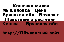 Кошечка милая мышеловка › Цена ­ 100 - Брянская обл., Брянск г. Животные и растения » Кошки   . Брянская обл.